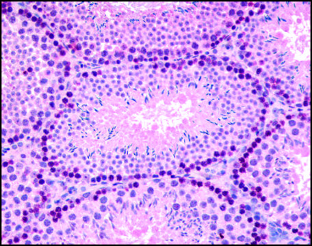 Anti-GLI2 antibody produced in rabbit affinity isolated antibody, buffered aqueous solution
