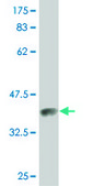 Monoclonal Anti-PROS1 antibody produced in mouse clone 3D7, purified immunoglobulin, buffered aqueous solution
