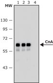 Anti-Calcineurin (&#945;-Subunit) antibody, Mouse monoclonal clone CN-A1, purified from hybridoma cell culture