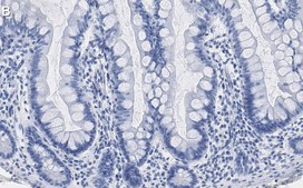 Anti-Caspase-7 Antibody, clone 1E21 ZooMAb&#174; Rabbit Monoclonal recombinant, expressed in HEK 293 cells