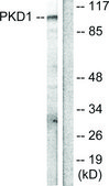 Anti-PKD1 antibody produced in rabbit affinity isolated antibody