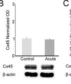 Anti-Connexin 45 Antibody, near CT, cytoplasmic Chemicon&#174;, from rabbit
