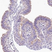 Anti-FCHSD2 antibody produced in rabbit Prestige Antibodies&#174; Powered by Atlas Antibodies, affinity isolated antibody, buffered aqueous glycerol solution