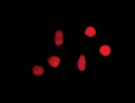 Anti-8-Oxoguanine Antibody, clone 483.15 ascites fluid, clone 483.15, Chemicon&#174;