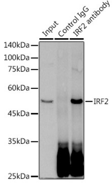 Anti-IRF2 Antibody, clone 8M2N4, Rabbit Monoclonal