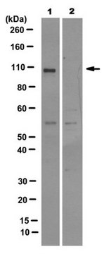 Anti-SLFN11 Antibody, clone 4G9 clone 4G9, 0.25&#160;mg/mL, from mouse