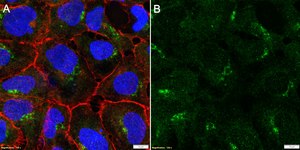 Anti-Nephrin Antibody, clone 1D16 ZooMAb&#174; Rabbit Monoclonal recombinant, expressed in HEK 293 cells