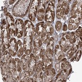 Anti-PHLDB2 antibody produced in rabbit Prestige Antibodies&#174; Powered by Atlas Antibodies, affinity isolated antibody, buffered aqueous glycerol solution