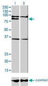 Monoclonal Anti-PRDM1 antibody produced in mouse clone 2B10, purified immunoglobulin, buffered aqueous solution