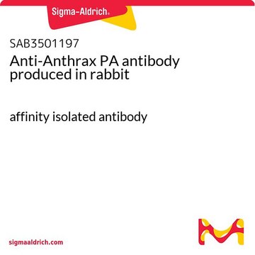 Anti-Anthrax PA antibody produced in rabbit affinity isolated antibody