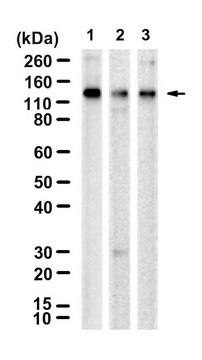 Anti-BubR1 Antibody, clone 1D23 ZooMAb&#174; Rabbit Monoclonal recombinant, expressed in HEK 293 cells