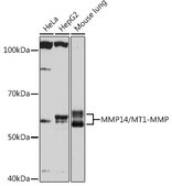 Anti-MMP14/MT1-MMP antibody produced in rabbit