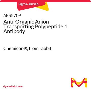 Anti-Organic Anion Transporting Polypeptide 1 Antibody Chemicon&#174;, from rabbit