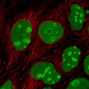 Anti-EMG1 antibody produced in rabbit Prestige Antibodies&#174; Powered by Atlas Antibodies, affinity isolated antibody