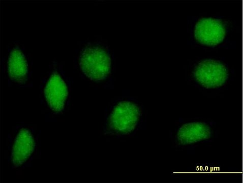 Anti-NAP1L2 antibody produced in mouse IgG fraction of antiserum, buffered aqueous solution