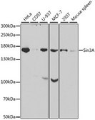 Anti-SIN3A antibody produced in rabbit