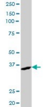 Anti-AKR7A2 antibody produced in mouse purified immunoglobulin, buffered aqueous solution
