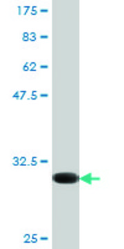 Monoclonal Anti-CX3CR1, (N-terminal) antibody produced in mouse clone 10D5, purified immunoglobulin, buffered aqueous solution