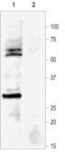 Anti-Potassium Channel KIR6.1 antibody produced in rabbit affinity isolated antibody, lyophilized powder