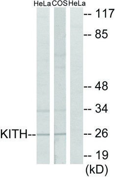 Anti-KITH, C-Terminal antibody produced in rabbit affinity isolated antibody