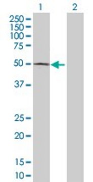 Anti-ACP6 antibody produced in rabbit purified immunoglobulin, buffered aqueous solution