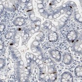 Anti-PYY antibody produced in rabbit Prestige Antibodies&#174; Powered by Atlas Antibodies, affinity isolated antibody, buffered aqueous glycerol solution