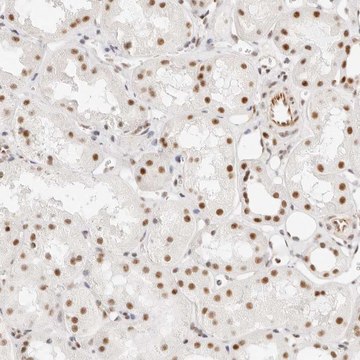 Anti-ZBED6 antibody produced in rabbit Prestige Antibodies&#174; Powered by Atlas Antibodies, affinity isolated antibody, buffered aqueous glycerol solution, ab1