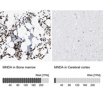 Anti-MNDA antibody produced in rabbit Prestige Antibodies&#174; Powered by Atlas Antibodies, affinity isolated antibody, buffered aqueous glycerol solution