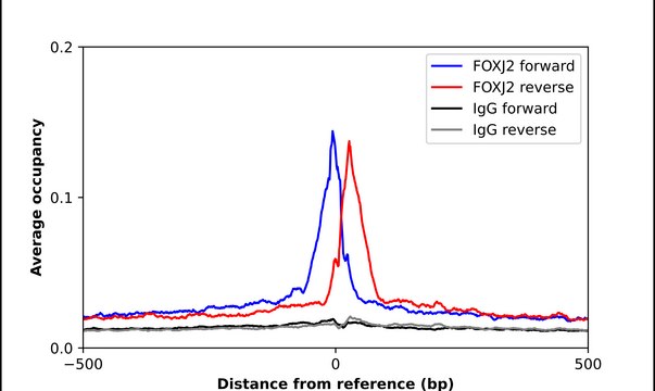 Anti-FOXJ2 antibody produced in rabbit Prestige Antibodies&#174; Powered by Atlas Antibodies, affinity isolated antibody, buffered aqueous glycerol solution