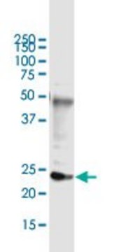 Monoclonal Anti-DDIT4L, (C-terminal) antibody produced in mouse clone 2E6, purified immunoglobulin, buffered aqueous solution