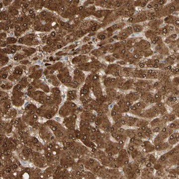 Anti-GNE antibody produced in rabbit Prestige Antibodies&#174; Powered by Atlas Antibodies, affinity isolated antibody, buffered aqueous glycerol solution