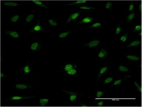 Monoclonal Anti-RFC5 antibody produced in mouse clone 1B1, purified immunoglobulin, buffered aqueous solution