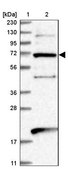Anti-EEFSEC antibody produced in rabbit Prestige Antibodies&#174; Powered by Atlas Antibodies, affinity isolated antibody, buffered aqueous glycerol solution