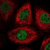 Anti-PSMA1 antibody produced in rabbit Prestige Antibodies&#174; Powered by Atlas Antibodies, affinity isolated antibody, buffered aqueous glycerol solution