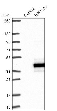 Anti-RPUSD1 antibody produced in rabbit Prestige Antibodies&#174; Powered by Atlas Antibodies, affinity isolated antibody, buffered aqueous glycerol solution