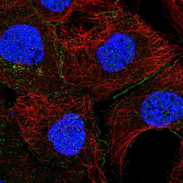 Anti-Eps8 Antibody Produced In Rabbit Prestige Antibodies&#174; Powered by Atlas Antibodies, affinity isolated antibody, buffered aqueous glycerol solution