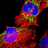 Anti-HSPD1 antibody produced in rabbit Prestige Antibodies&#174; Powered by Atlas Antibodies, affinity isolated antibody, buffered aqueous glycerol solution
