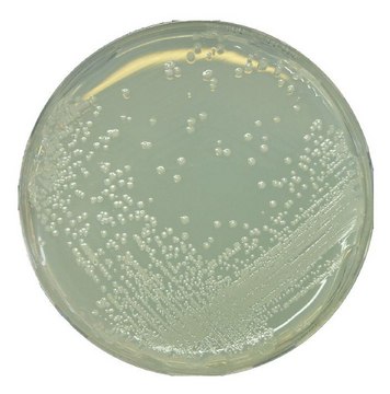 GranuCult&#174; BAT agar pkg of 500&#160;g, according to IFU 12, for Alicyclobacillus spp.