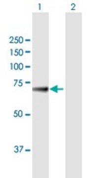 Anti-KLHL36 antibody produced in mouse purified immunoglobulin, buffered aqueous solution