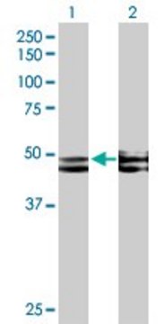 Anti-FICD antibody produced in mouse purified immunoglobulin, buffered aqueous solution