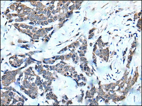 Anti-HNRNPU affinity isolated antibody