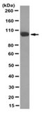 Anti-Aldh1L1 Antibody, clone N103/39 clone N103/39, from mouse