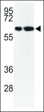 ANTI-MOUSE VGLU2 ANDIBODY (C-TERM) antibody produced in rabbit affinity isolated antibody, buffered aqueous solution