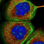Anti-NPM3 antibody produced in rabbit Prestige Antibodies&#174; Powered by Atlas Antibodies, affinity isolated antibody, buffered aqueous glycerol solution