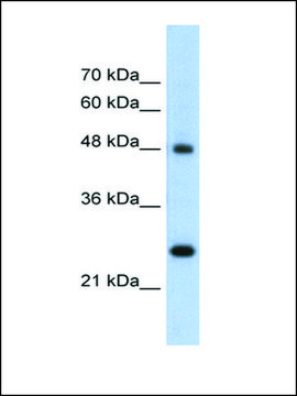 Anti-CHGA (AB2) antibody produced in rabbit IgG fraction of antiserum