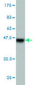 Monoclonal Anti-PGR antibody produced in mouse clone 4E9, purified immunoglobulin, buffered aqueous solution