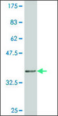 Monoclonal Anti-SOX21 antibody produced in mouse clone 3H4, purified immunoglobulin, buffered aqueous solution