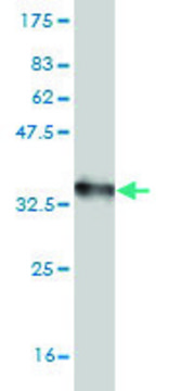 Monoclonal Anti-CXCR4, (N-terminal) antibody produced in mouse clone 2G9, purified immunoglobulin, buffered aqueous solution