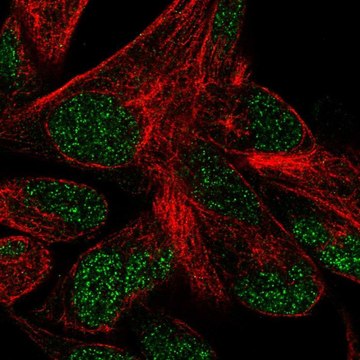 Anti-POLR3F antibody produced in rabbit Prestige Antibodies&#174; Powered by Atlas Antibodies, affinity isolated antibody