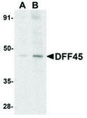 Anti-DFF45 antibody produced in rabbit purified antibody (DEAE)